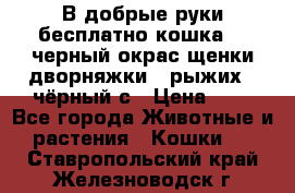 В добрые руки бесплатно,кошка,2.5черный окрас,щенки дворняжки,3 рыжих 1 чёрный,с › Цена ­ - - Все города Животные и растения » Кошки   . Ставропольский край,Железноводск г.